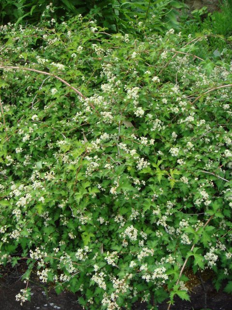 Stephanandra incisa 'Crispa'